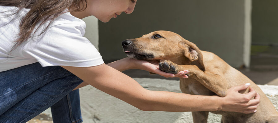 How to Volunteer at a Dog Shelter: A Beginner’s Guide